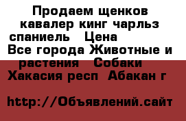 Продаем щенков кавалер кинг чарльз спаниель › Цена ­ 60 000 - Все города Животные и растения » Собаки   . Хакасия респ.,Абакан г.